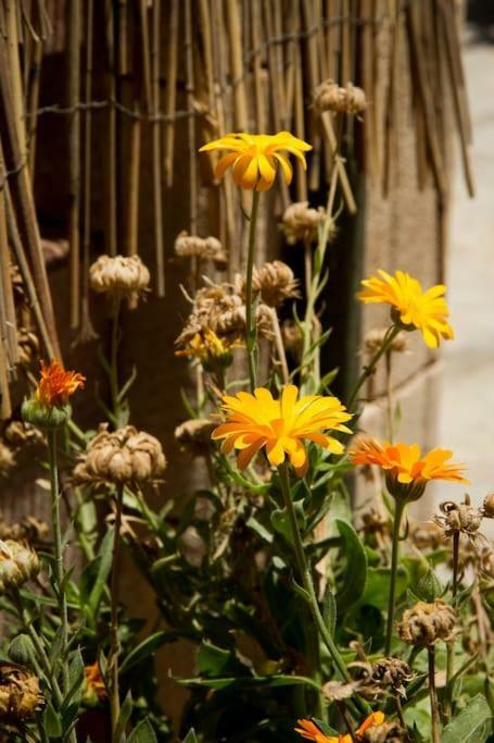 Ierapetra Garden House Apartamento Exterior foto